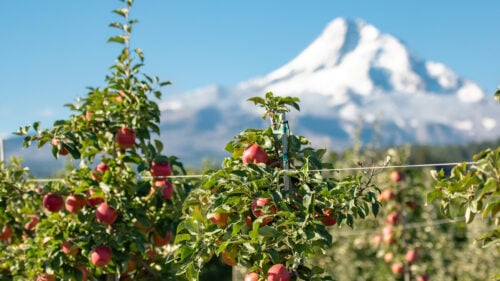 Apples growing on trees with a snow-capped mountain in the distance