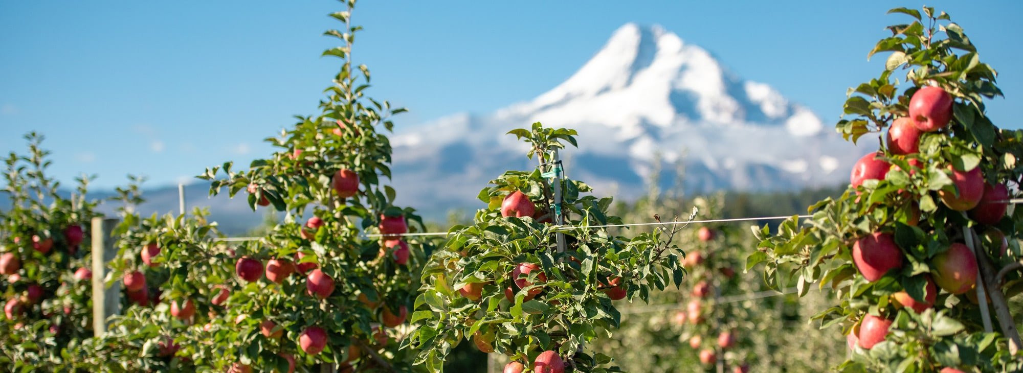 Apples growing on trees with a snow-capped mountain in the distance
