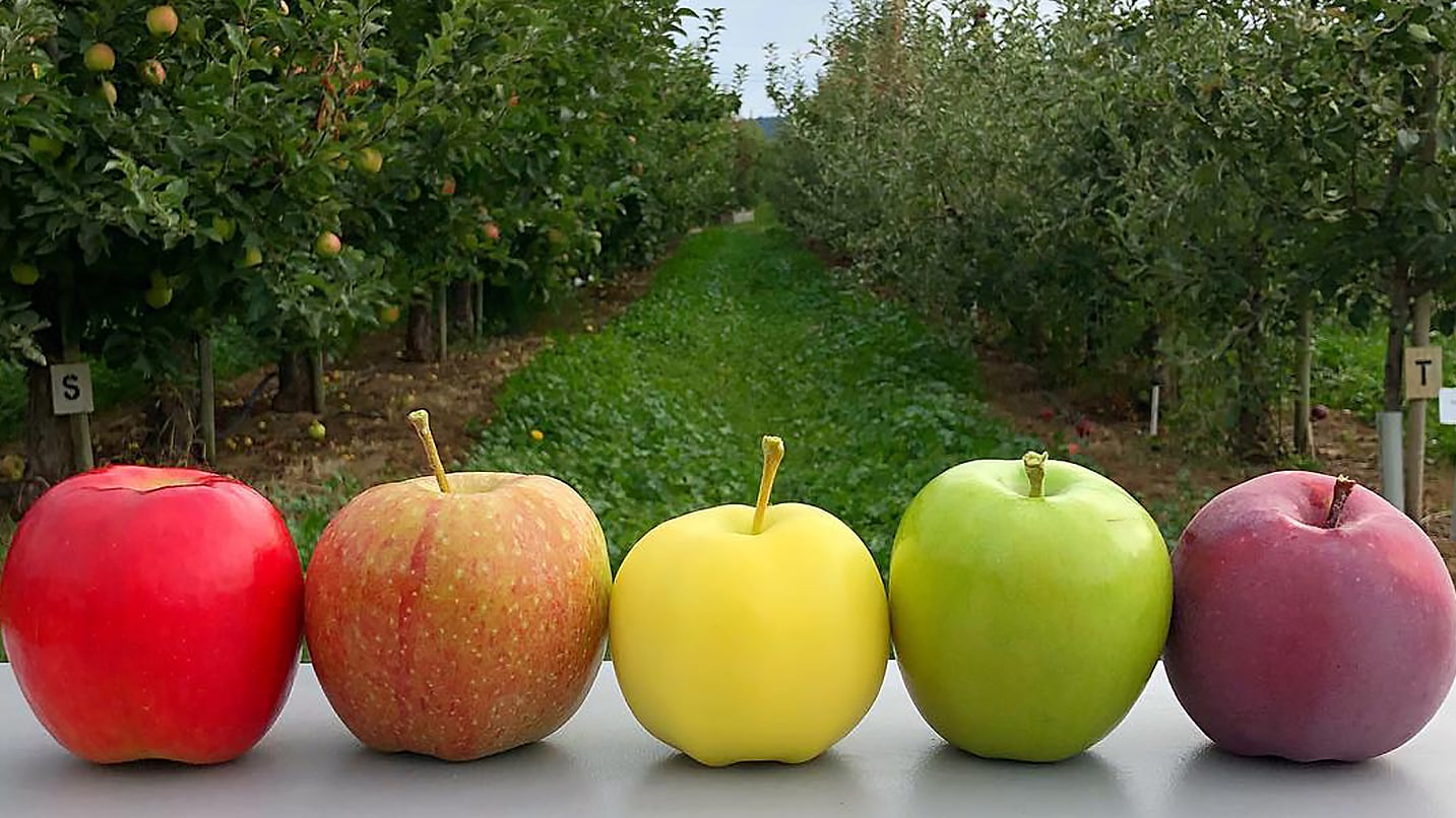 Different colored apples are lined up in front of an orchard