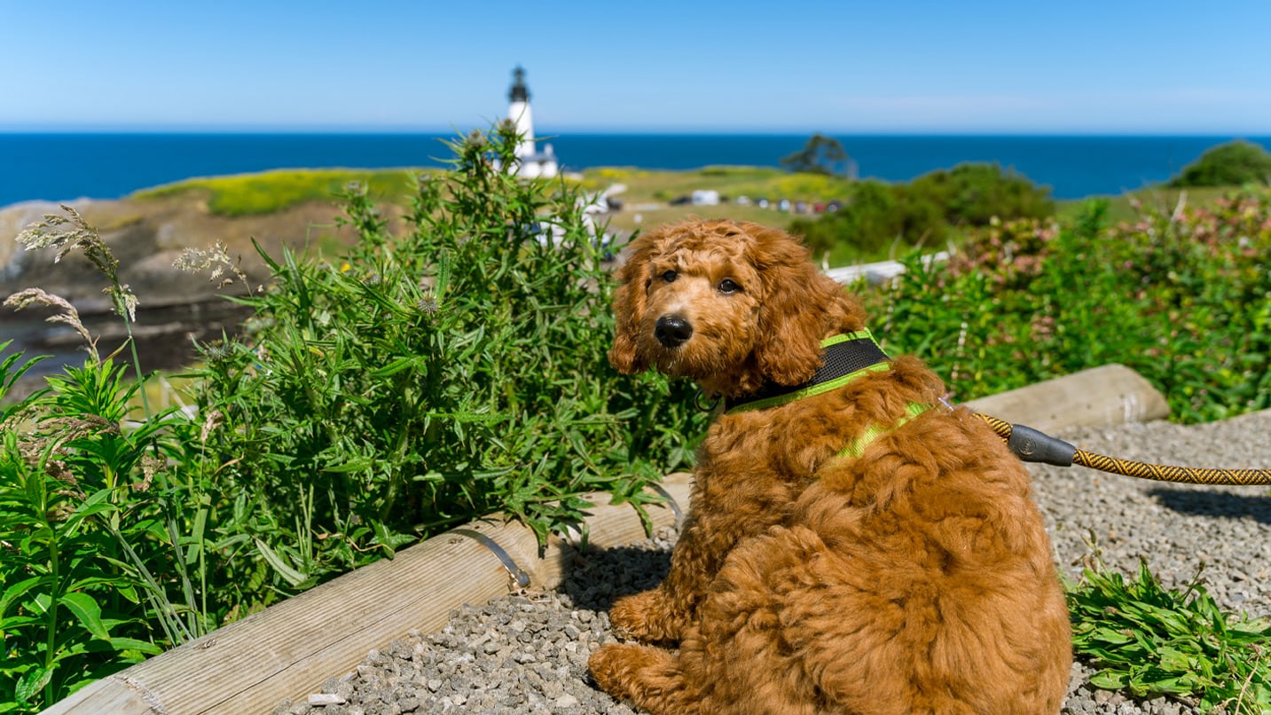 A dog looks at the camera with a lighthouse in the distance