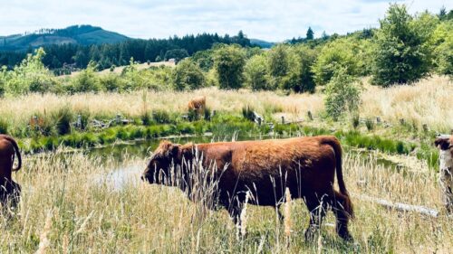 Cows in a woodsy field