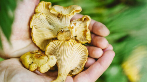 A hand holds chanterelle mushrooms