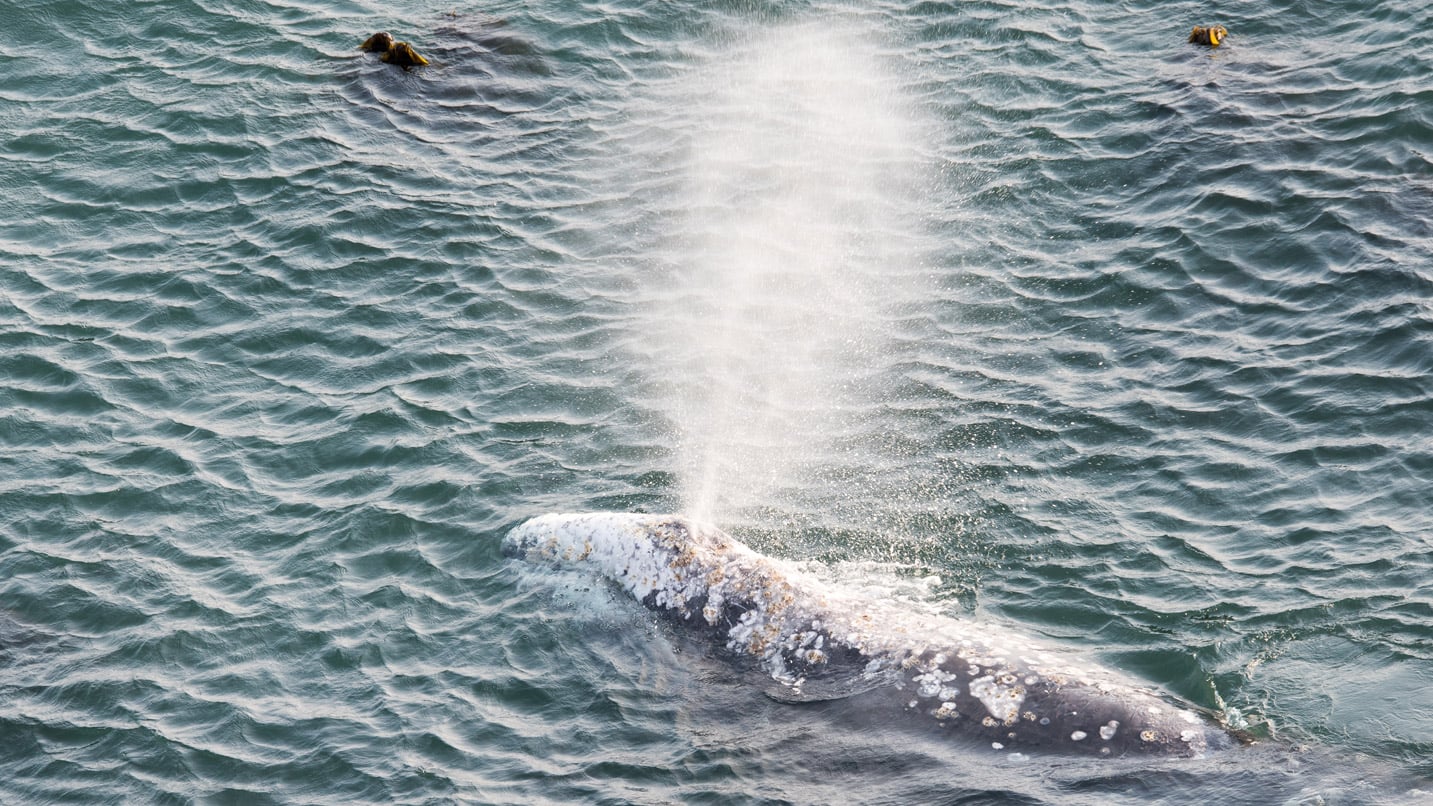 A grey whale surfaces