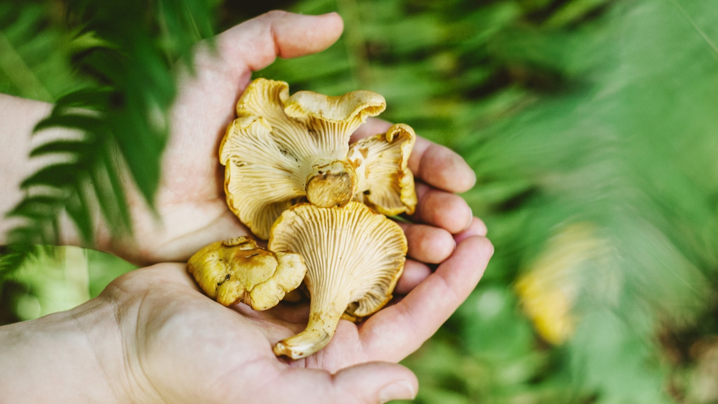 A person holds a group of mushrooms