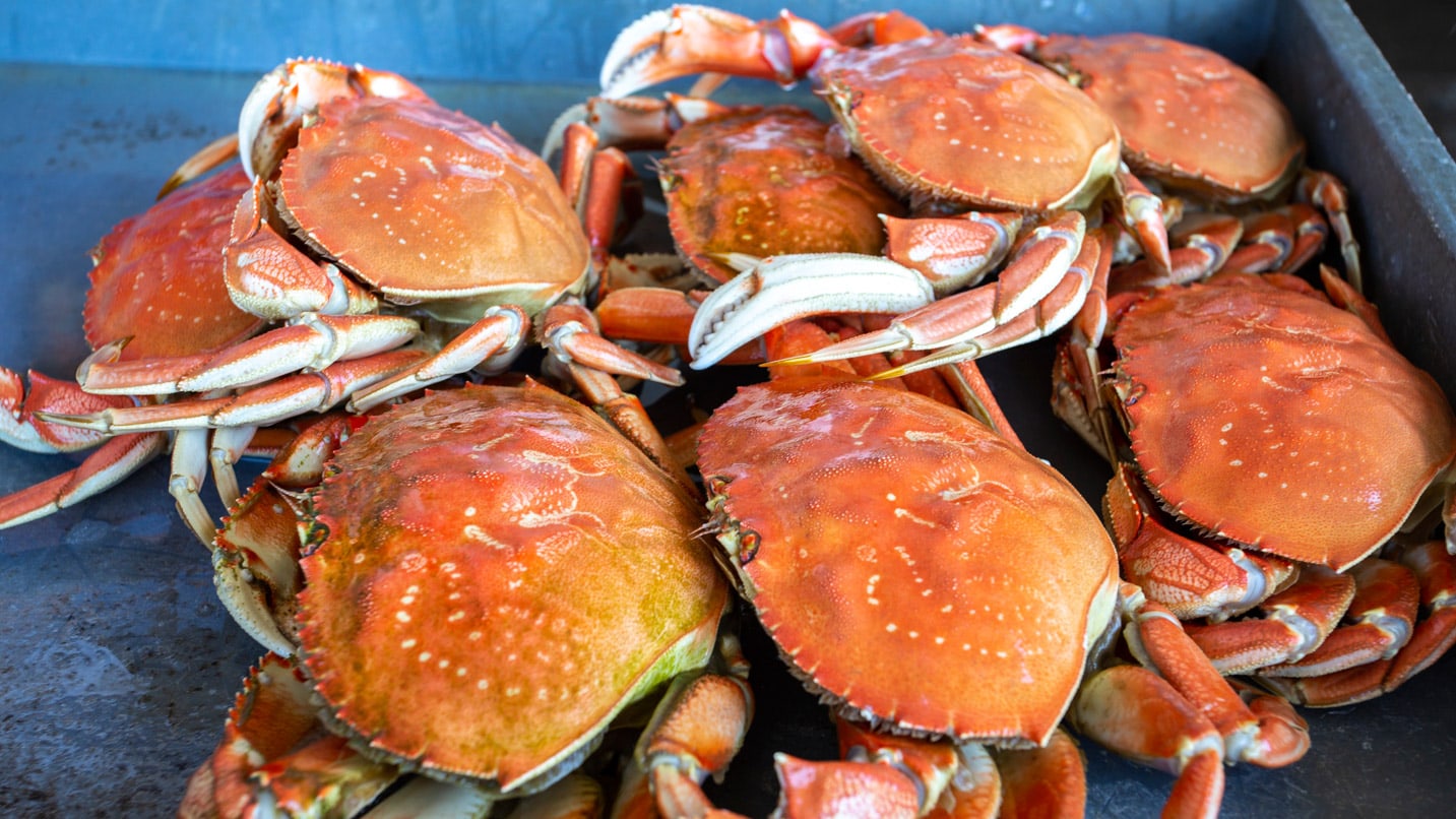A pile of dungeness crabs.