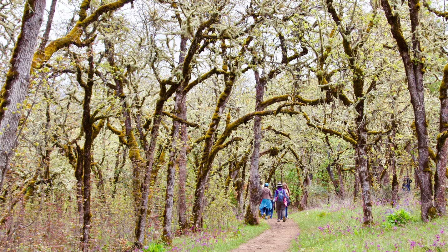 People walk along a path through a forest