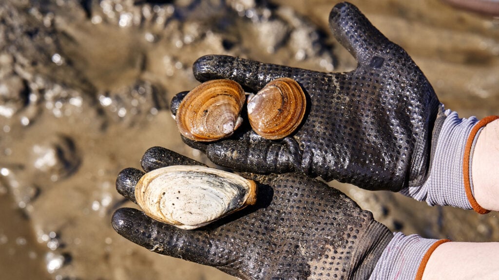 Explore These Natural Areas for Wildlife Watching and Clamming in