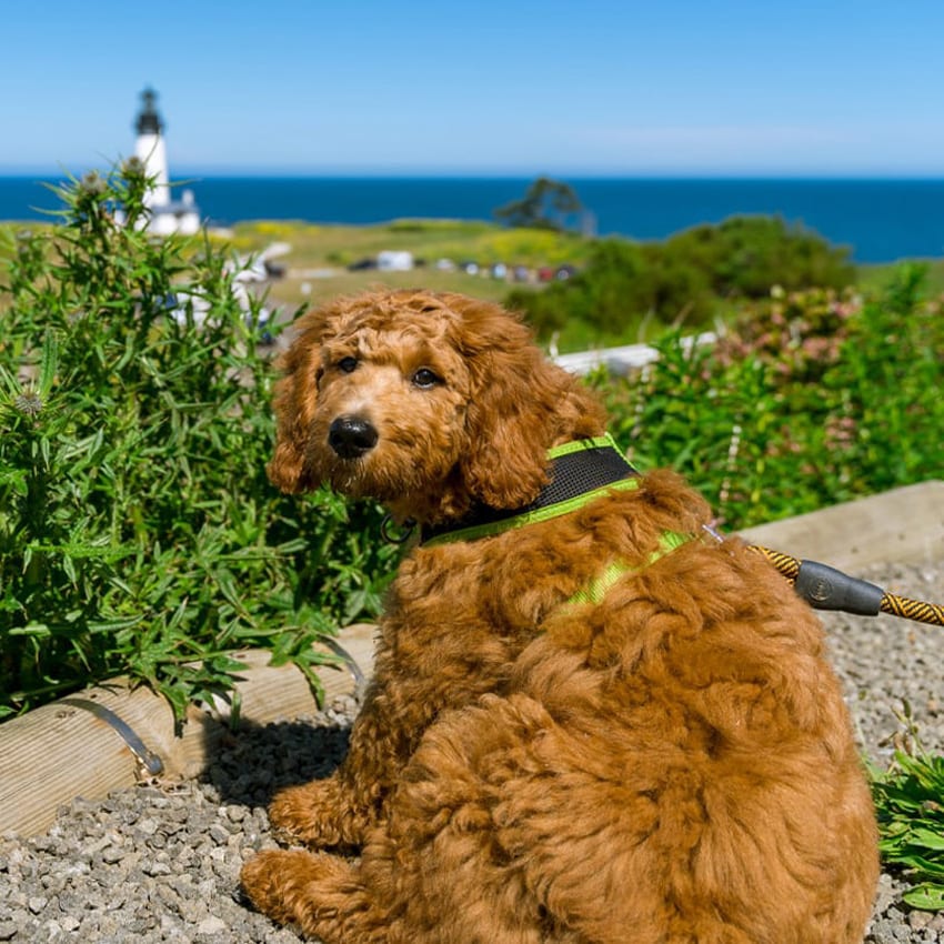 Brown dog in foreground withlighthouse in background