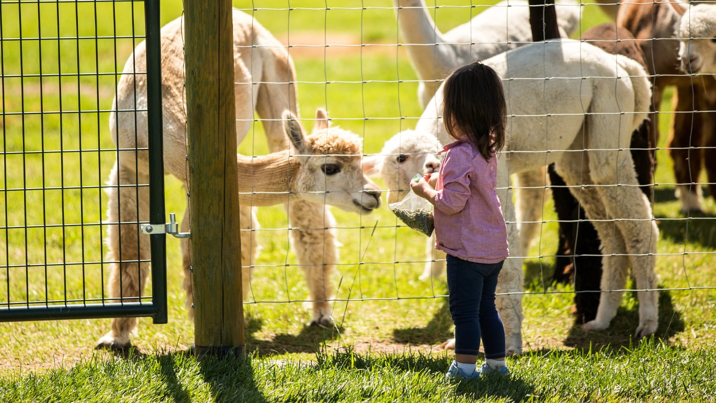 A young girl feeds an alpaca