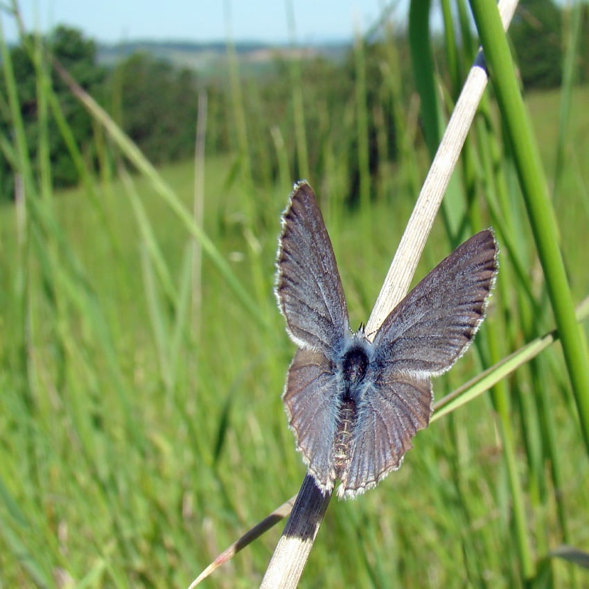 A blue butterfly perches on a reed