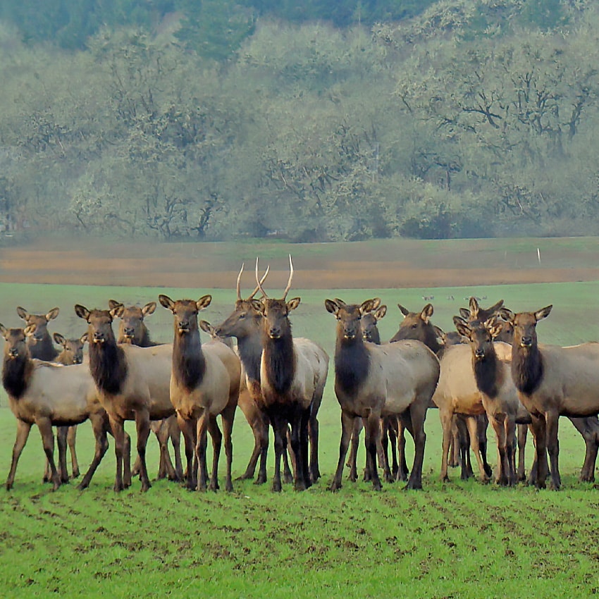 A herd of elk stare at the camera