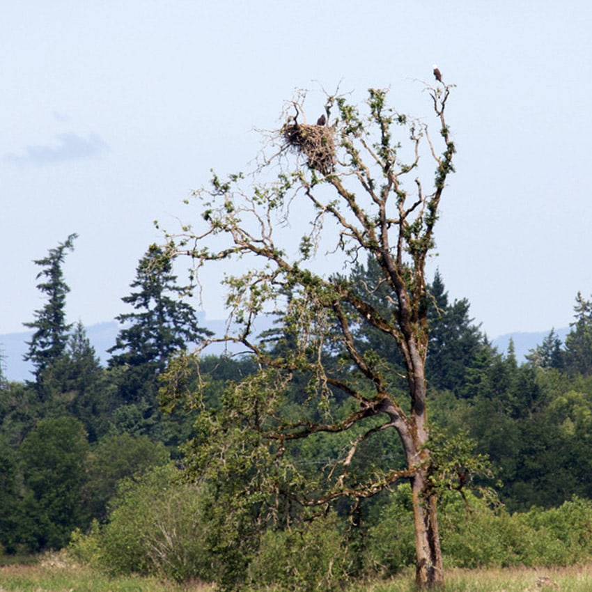 A bald eagle perches at the top of a tree