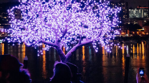 A tree is lit up in purple lights reflecting on the river at night