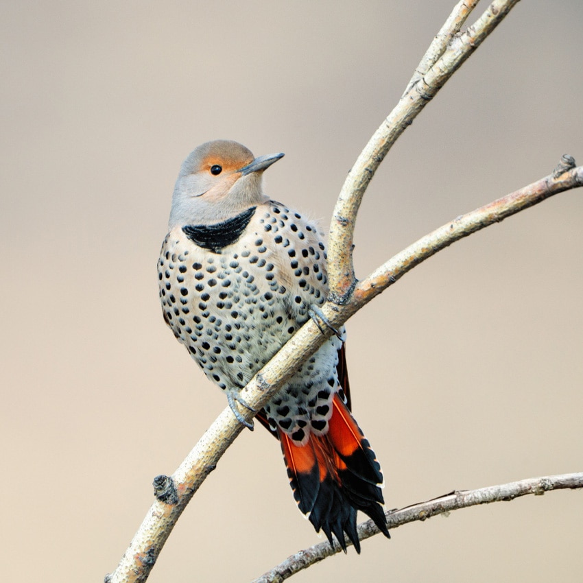 A bright bird perches on a branch