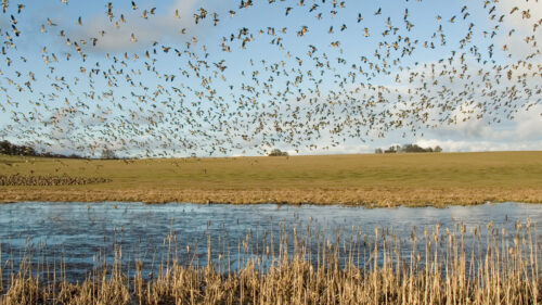 A flock of birds above a marsh