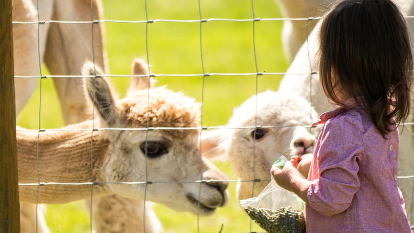 A girl feeds two alpacas food