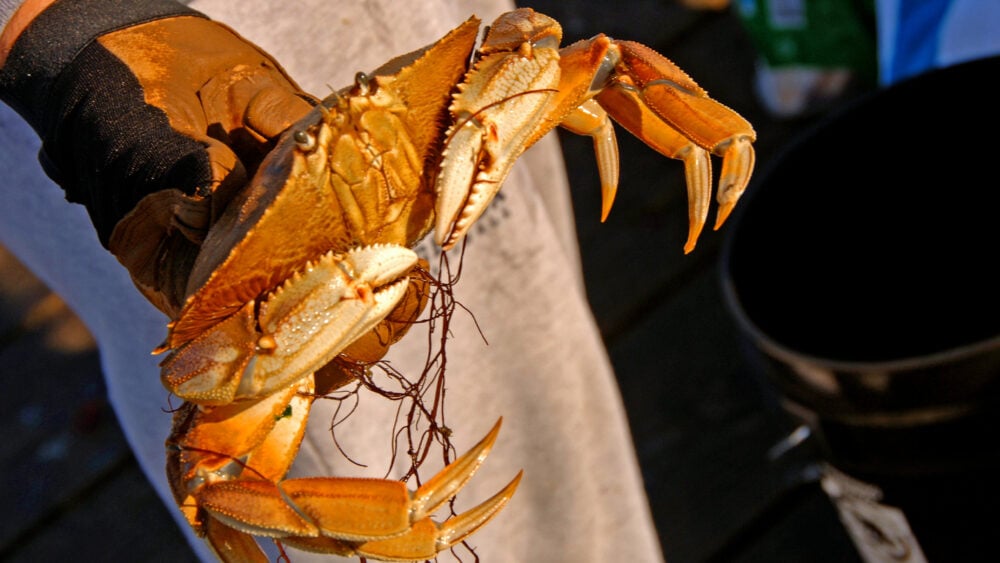 Head South for Some of the Best Crabbing and Clamming on the Oregon