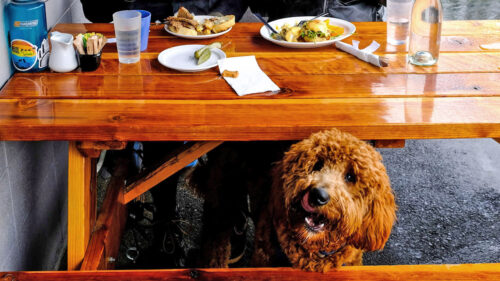 Dog-friendly outdoor table at Buttercloud Bakery & Café