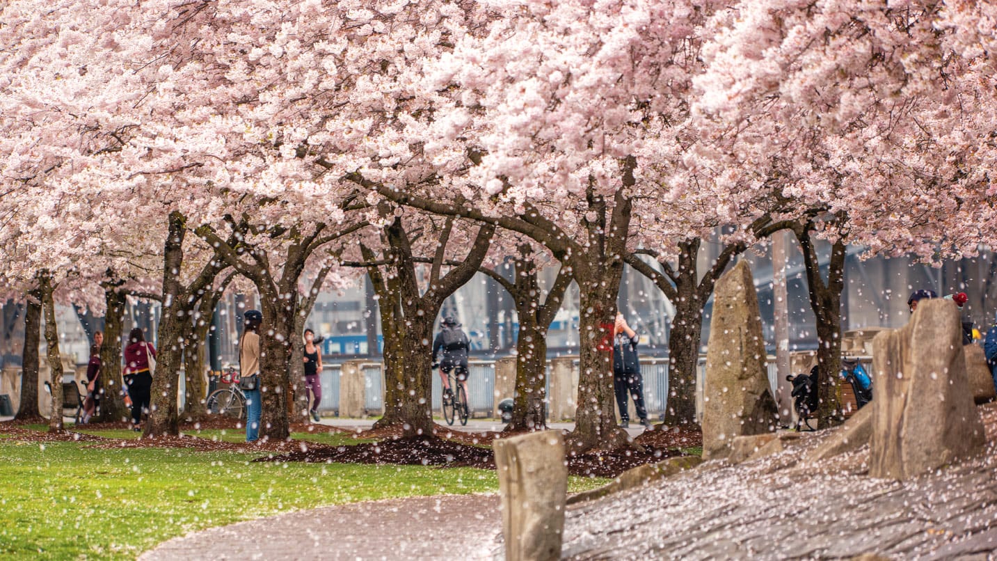 Cherry blossom trees in bloom