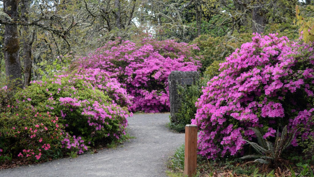 Spring in Bloom - Travel Oregon