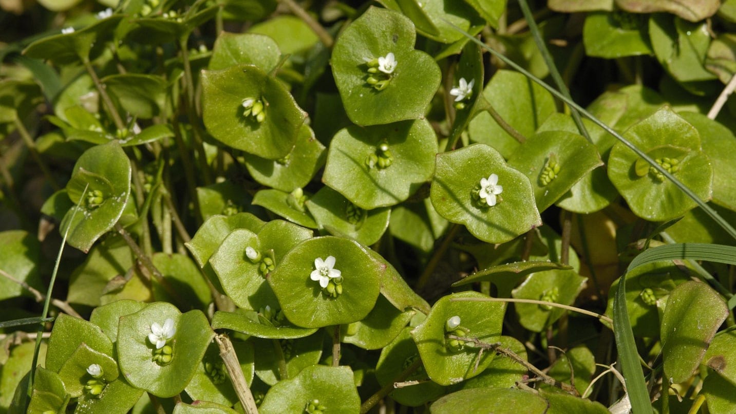 leaves with white flowers