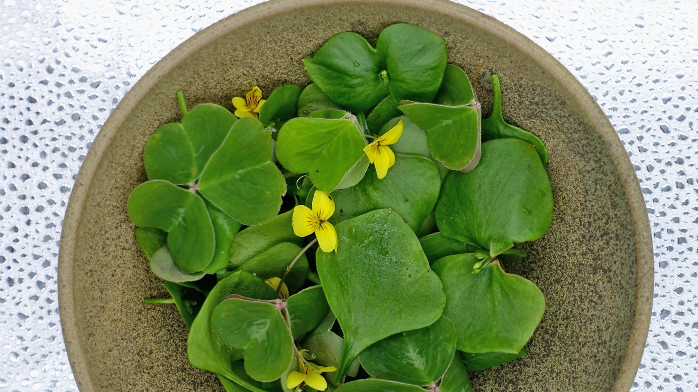 green leaves and yellow flowers in a bowl
