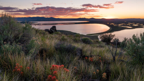 flowers in foreground, lake in background with sunset