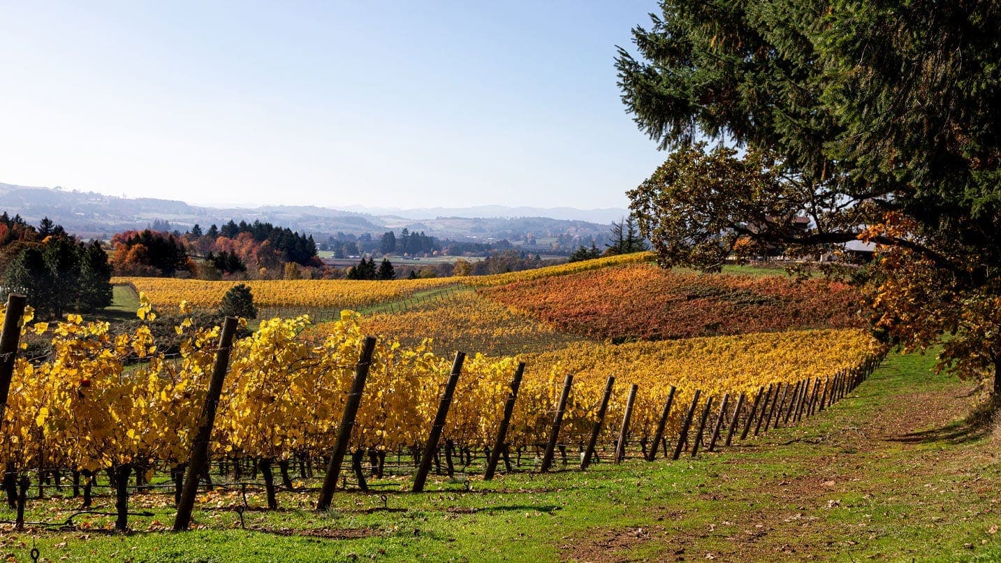 Golden grape vines in a vineyard