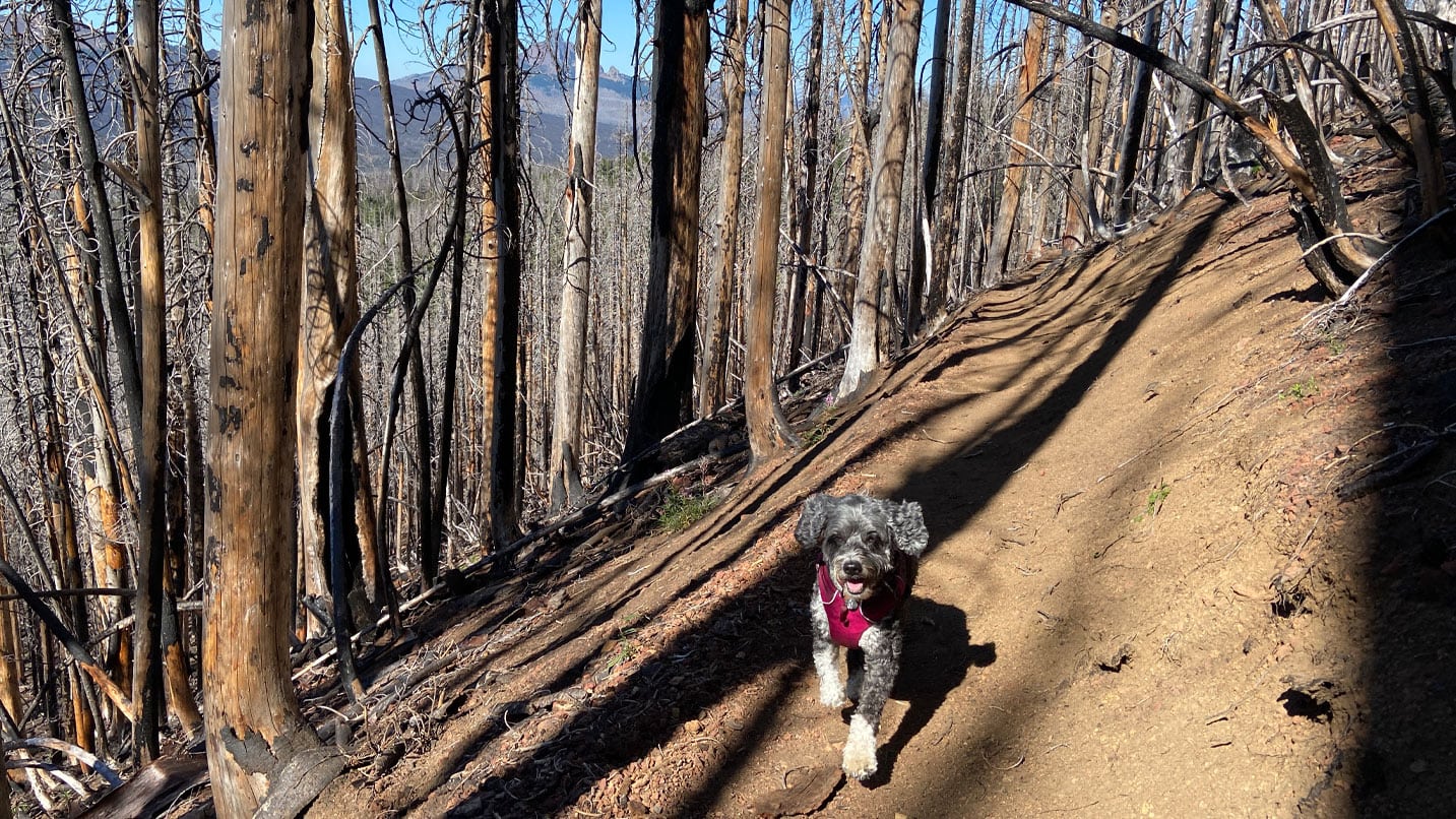 A dog runs along a fire-damaged trail