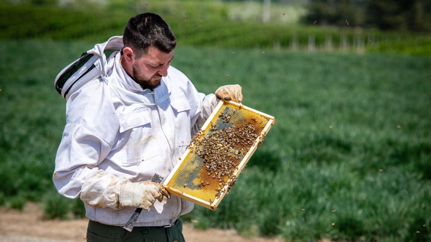 A person in a white jacket holds a tray with bees and honey
