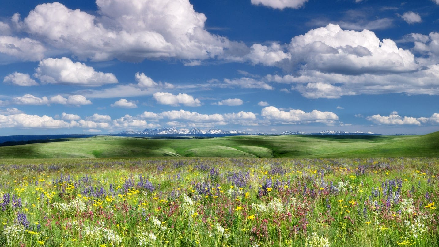 A rolling green field with colorful wildflowers