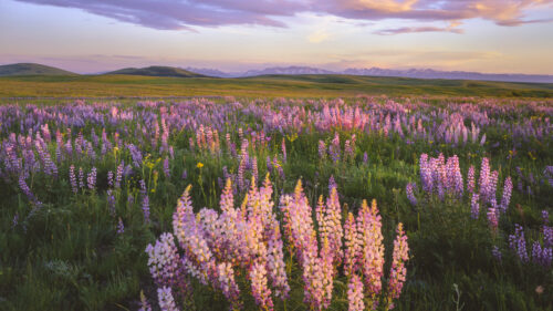 Bunches of pink and purple flowers in a meadow at sunset with mountains in the distance