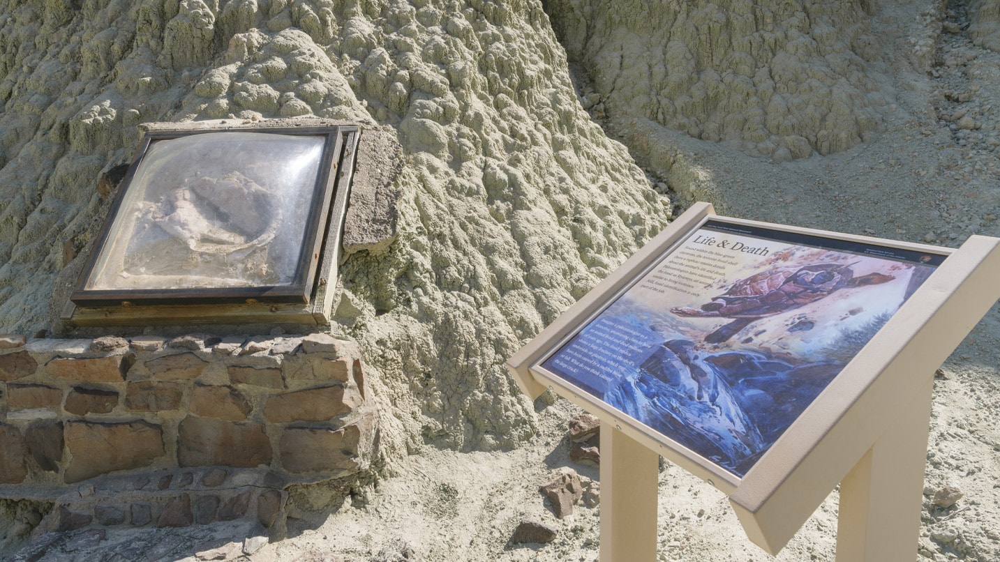 Displays of fossils along a trail