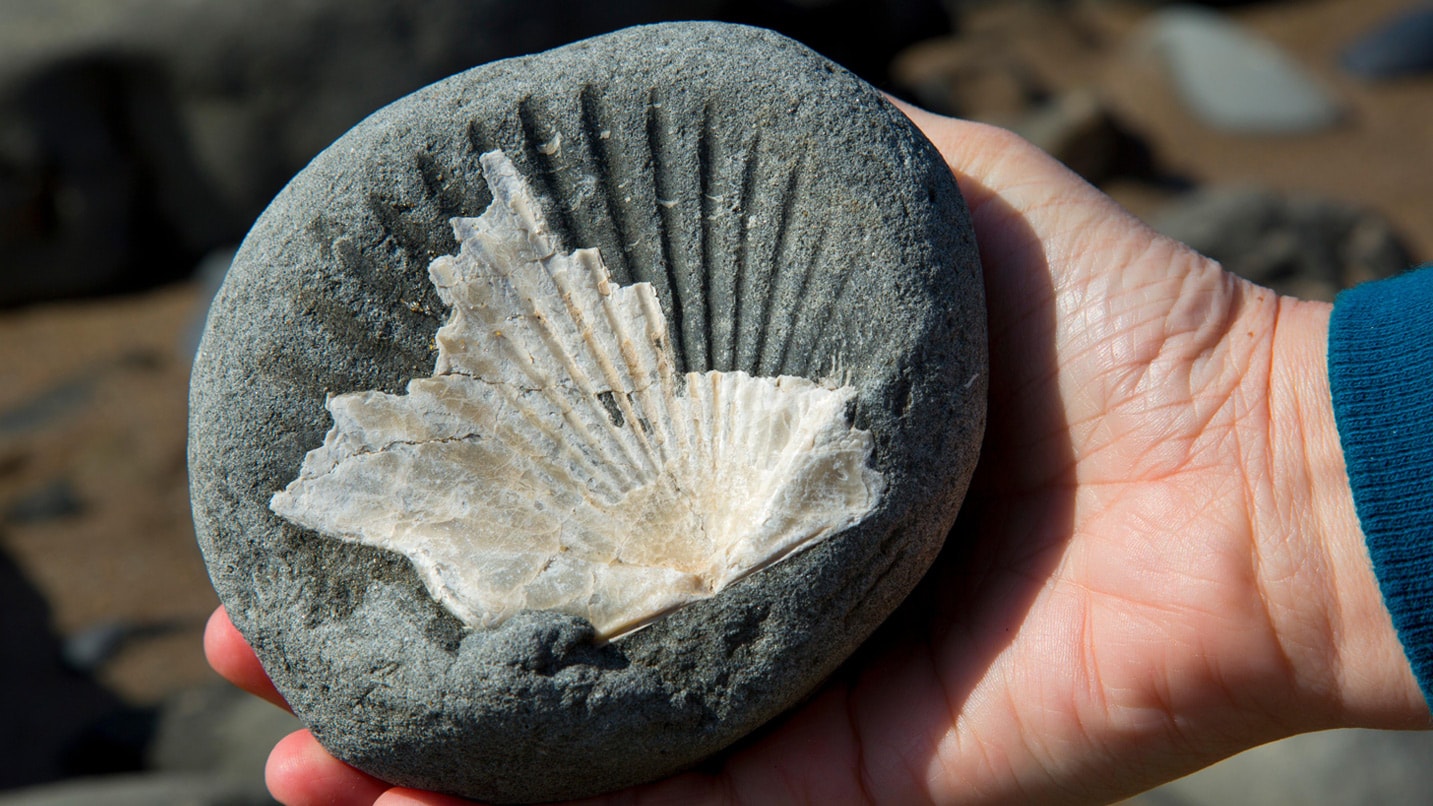 A person holding a fossil inside of a shell