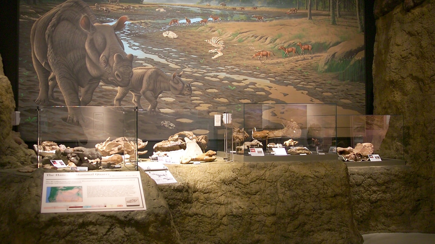 A museum's diorama with a collection of fossils