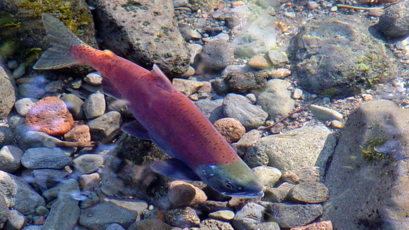 A red fish underwater