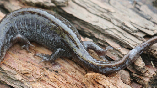 A grey salamander on a log
