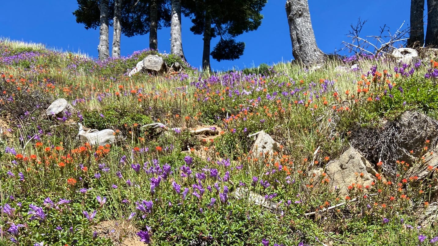 Colorful flowers on a rocky hillside