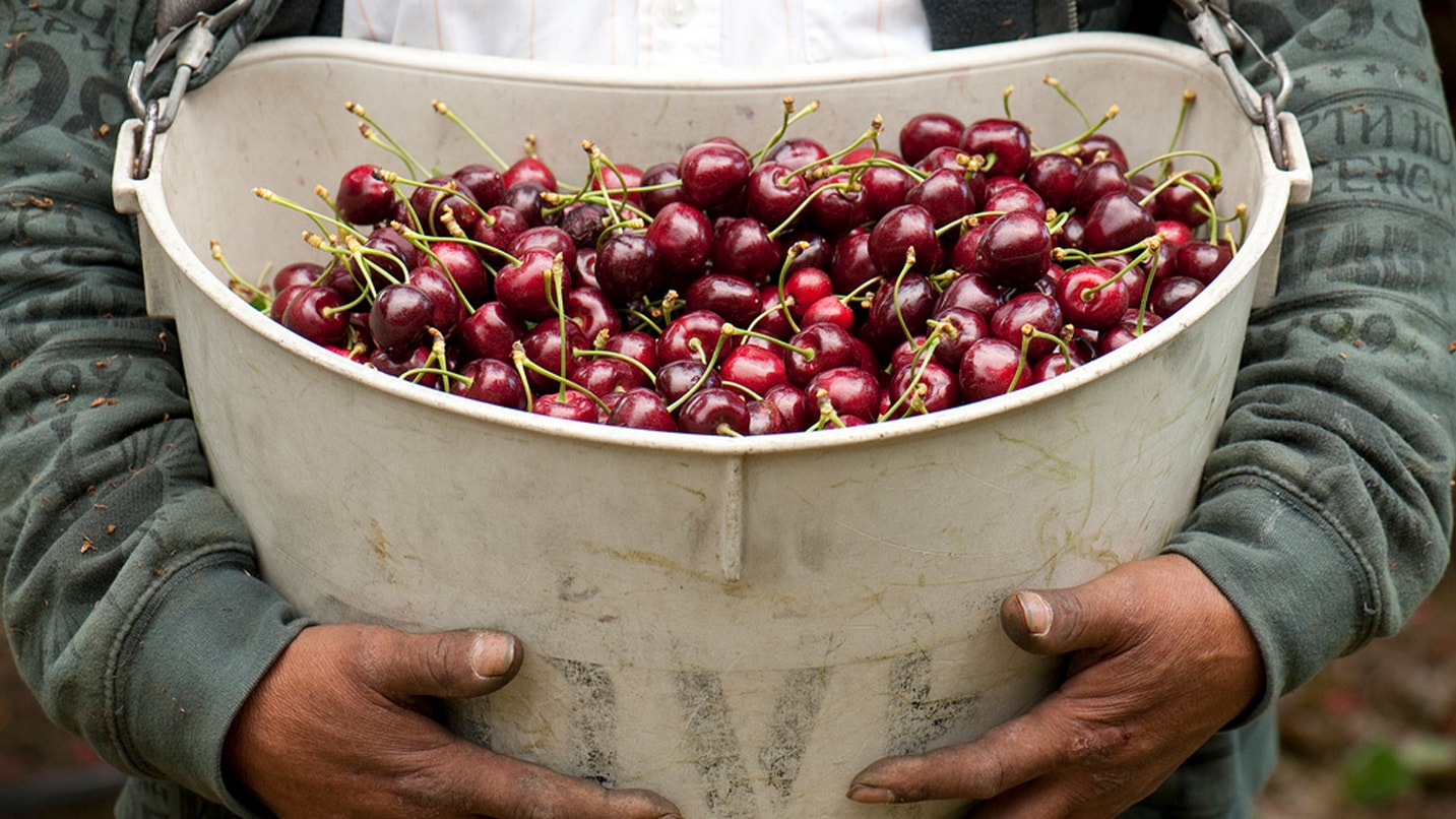 hands around a white basket filled with cherries