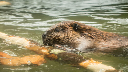 A beaver swims with a stick