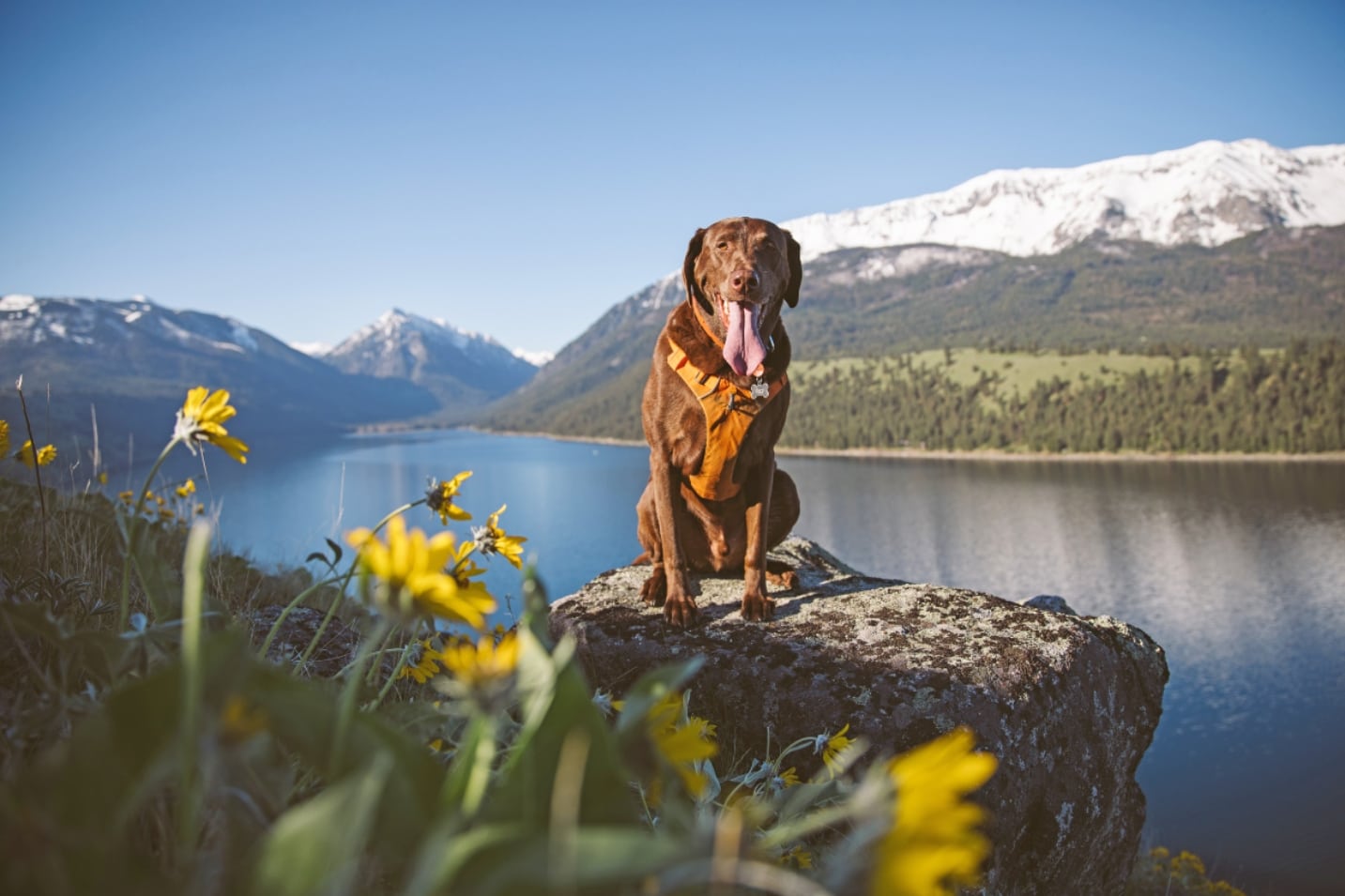brown dog on rock in front of lake