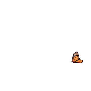Animation of butterfly fluttering around