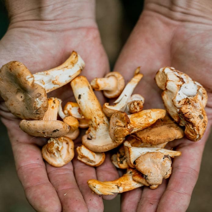 Mushroom hunter holding a handful of Chanterelles.