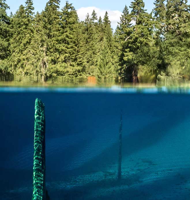 Underwater photo of a tree log underneath Clear Lake