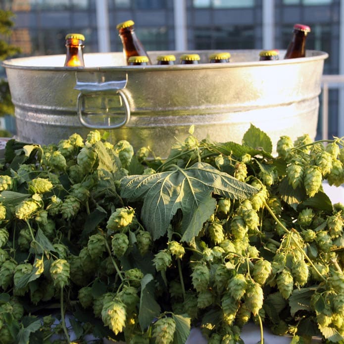 A bucket of fresh hop beer next to a fresh hops