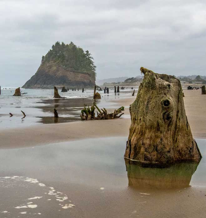 A view of the ghost forest at Neskowin Beach State Recreation Site.