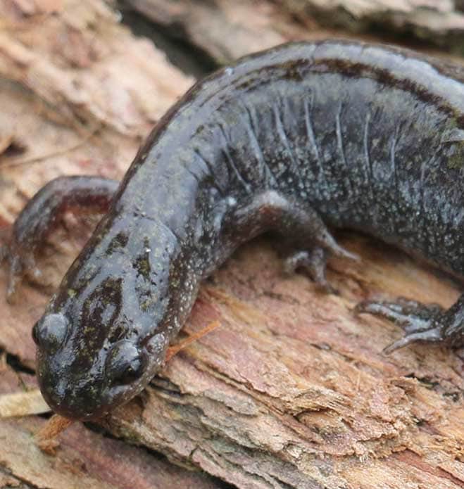 Photo of a Salamander