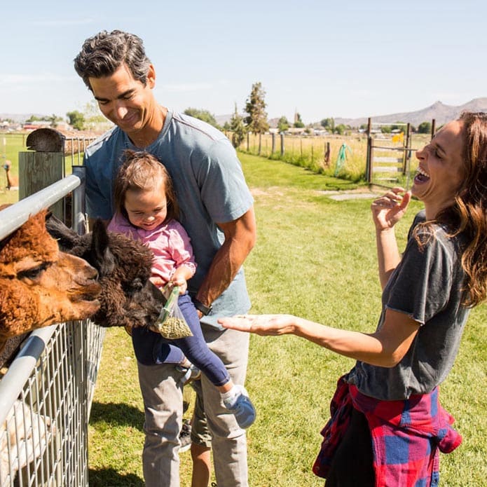 An alpaca says hello to a young family with baby.