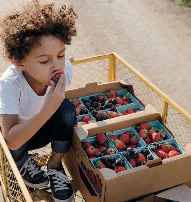 A kids samples berries at a u-pick farm