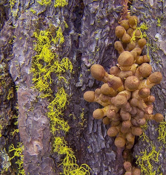 The “Humongous Fungus” is the largest single living organism in the world.